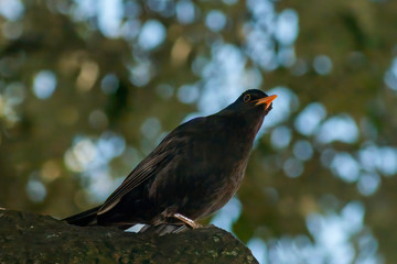 portrait of a blackbird looking into the camera, Blackbird that stopped to be photographed, with black feathers and orange beak and interesting look