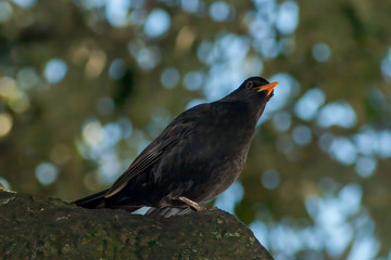 portrait of a blackbird looking into the camera, Blackbird that stopped to be photographed, with black feathers and orange beak and interesting look