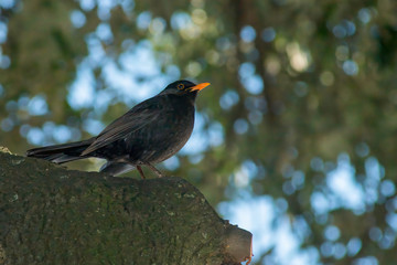 Fototapeta premium portrait of a blackbird looking into the camera, Blackbird that stopped to be photographed, with black feathers and orange beak and interesting look