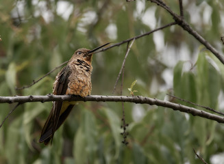 Wildlife photo of an Hummingbird sitting on a branch - Giant Hummingbird; Patagona gigas
