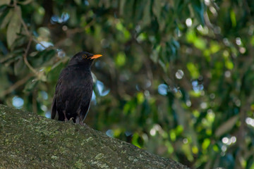 portrait of a blackbird looking into the camera, Blackbird that stopped to be photographed, with black feathers and orange beak and interesting look