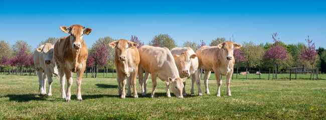 young blonde d'aquitaine cows in spring meadow near colorful blossoms under blue sky