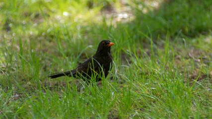 portrait of a blackbird looking into the camera, Blackbird that stopped to be photographed, with black feathers and orange beak and interesting look