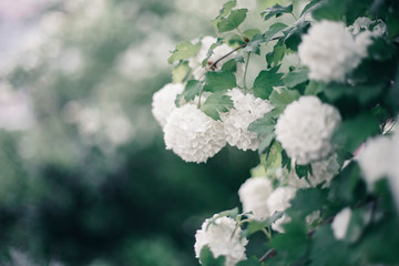 Kalina Buldenezh, or the Snow Globe (lat. Viburnum opulus var sterile)