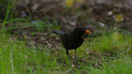 portrait of a blackbird looking into the camera, Blackbird that stopped to be photographed, with black feathers and orange beak and interesting look