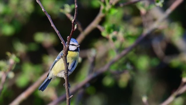 Blue tit search feed on the apple tree, spring, (parus caeruleus), germany