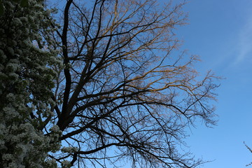 A flowering tree looks mysterious against the sky visited by the setting sun
