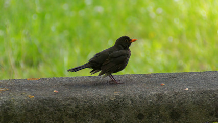 portrait of a blackbird looking into the camera, Blackbird that stopped to be photographed, with black feathers and orange beak and interesting look