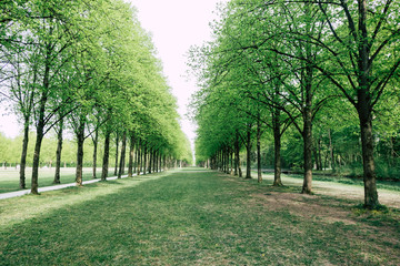 Fototapeta na wymiar Tree-lined alley in a park 