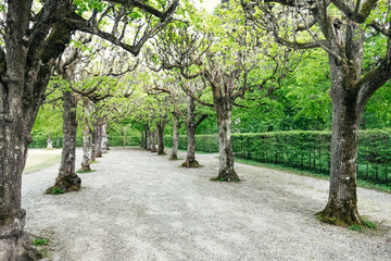Tree-lined alley in a park 