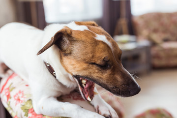 Obraz premium Cute dog jack russell terrier indoors. Pet and animals concept.