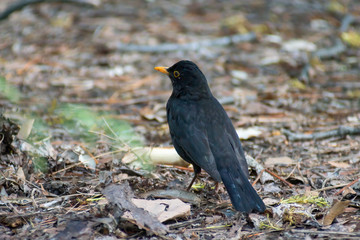 portrait of a blackbird looking into the camera, Blackbird that stopped to be photographed, with black feathers and orange beak and interesting look