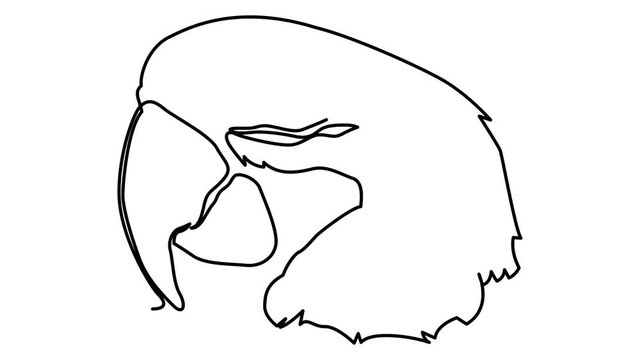 one line continuous drawing big head parrot