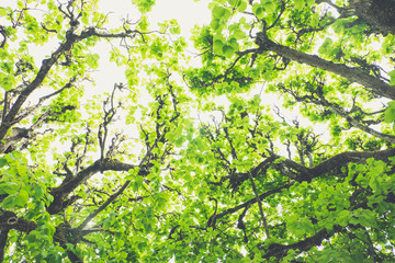 Fototapeta premium Leaf canopy of deciduous trees on a sunny day