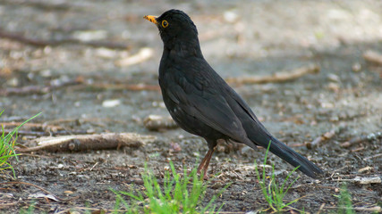 portrait of a blackbird looking into the camera, Blackbird that stopped to be photographed, with black feathers and orange beak and interesting look