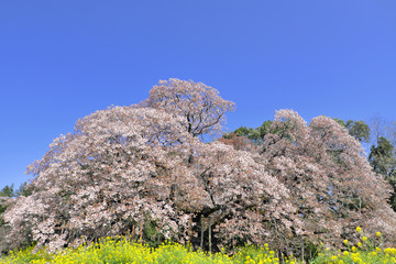 cherry blossom 日本の桜 山桜 吉高の大桜 絶景 青空 千葉 印西 菜の花