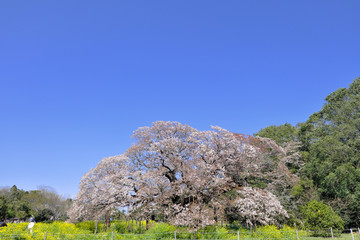 cherry blossom 日本の桜 山桜 吉高の大桜 絶景 青空 千葉 印西 菜の花