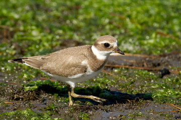 Big plover with winter down in the marsh.