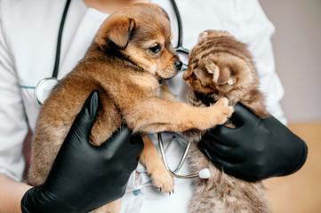 Veterinarian in black gloves with a dog and a cat in his hands