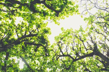 Leaf canopy of deciduous trees on a sunny day