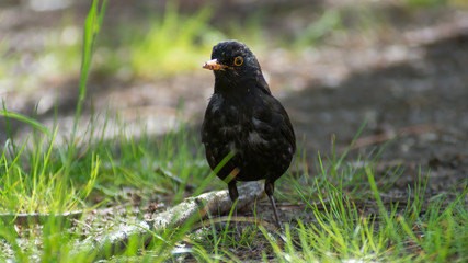 portrait of a blackbird looking into the camera, Blackbird that stopped to be photographed, with black feathers and orange beak and interesting look