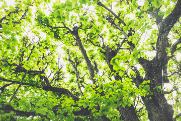 Leaf canopy of deciduous trees on a sunny day