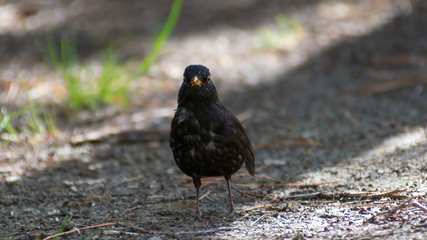portrait of a blackbird looking into the camera, Blackbird that stopped to be photographed, with black feathers and orange beak and interesting look