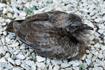 Cute little spotted dove or mountain dove or pearl-necked dove or lace-necked dove or spotted turtle-dove lying on a gray gravel field. 