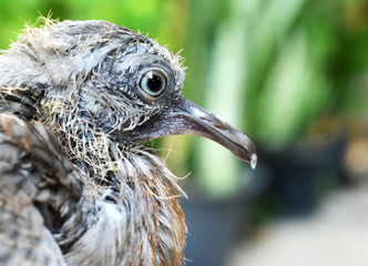 Cute little spotted dove or mountain dove or pearl-necked dove or lace-necked dove or spotted turtle-dove and a gentle left hand on a blurred background. 