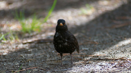 portrait of a blackbird looking into the camera, Blackbird that stopped to be photographed, with black feathers and orange beak and interesting look