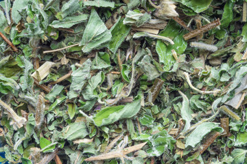 raspberry dry leaf, Rubus idaeus leaves