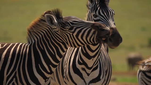 Closeup on zebras bobbing their heads and shaking themselves off