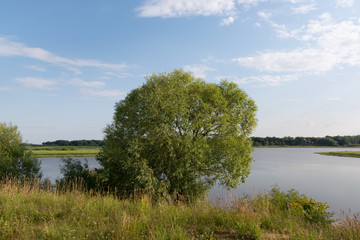 Summer landscape green crown of willow on the background of the lake