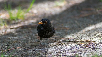 portrait of a blackbird looking into the camera, Blackbird that stopped to be photographed, with black feathers and orange beak and interesting look