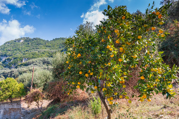 Fototapeta na wymiar Wunderschöner Mandarinen-Orangenbaum mit reifen Mandarinenfrüchten im Garten. Insel Korfu in Griechenland.