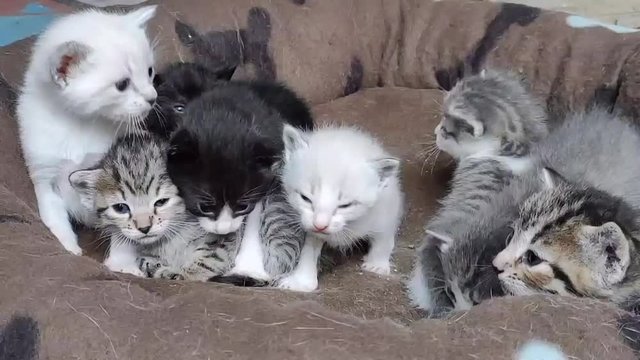 Camada de gatos en la comodidad de su cama. Gatos recién nacidos. Gatos de diferentes pelajes. Familia siamesa de gatos hermanos con  ojos azules. 