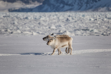 Renifery na południowym Spitsbergenie © blackspeed