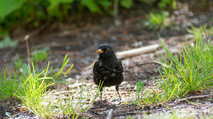 portrait of a blackbird looking into the camera, Blackbird that stopped to be photographed, with black feathers and orange beak and interesting look