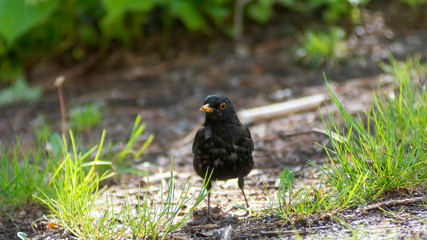 portrait of a blackbird looking into the camera, Blackbird that stopped to be photographed, with black feathers and orange beak and interesting look