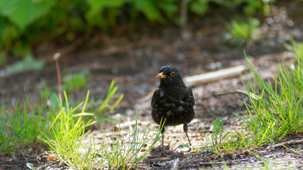 portrait of a blackbird looking into the camera, Blackbird that stopped to be photographed, with black feathers and orange beak and interesting look