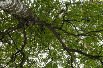 Bottom up view onto branches, trunk and foliage of Birch tree, growing in summer forest