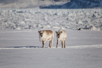 Renifery na południowym Spitsbergenie © blackspeed
