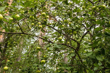 Massive harvest of green apples, growing on branches of apple tree