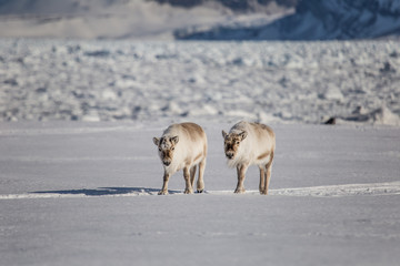 Renifery na południowym Spitsbergenie © blackspeed