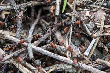 Close up view onto big forest fire ants that working, running & building the anthill. Three ants in center of photo are communicating to each other with touch