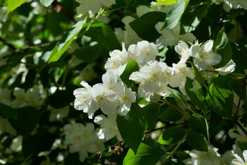 A branch with white blooming magnolia flowers on a background of green leaves. Spring flowering