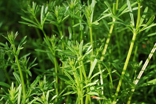 Klebkraut / Kletten-Labkraut (Galium aparine) / Labkraut (Galium) / R&ouml;tegew&auml;chse (Rubiaceae) im Wald
