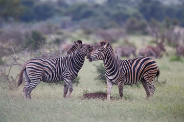 Fototapeta na wymiar Zebra fight in the last light of the day in Kruger National Park in South Africa