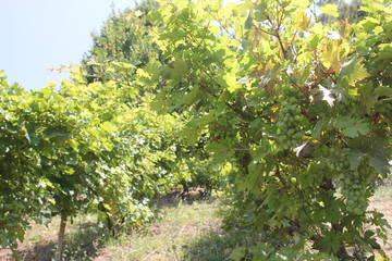 Fototapeta na wymiar Landscape of rows in the vineyard in Izmir, Turkey. Juicy grapes in the garden.