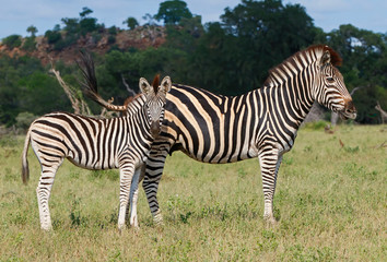 Fototapeta na wymiar Zebra in Kruger National Park in South Africa